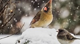 The 121st Annual Christmas Bird Count takes place across the Miami Valley, and all over the world, this Saturday, December 19th. 