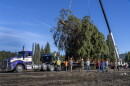 Nez Perce-Clearwater National Forests staffers standby as the 2026 Capitol Christmas Tree is mounted on the trailer before preparing it for transfer off the forest. The 2026 U.S. Capitol Christmas Tree, a 76-foot tall Englemann Spruce at Musselshell Meadow, was harvested on Oct. 24, 2026 before it makes its 2,500-plus mile journey to the West lawn of the Nation’s Capitol.