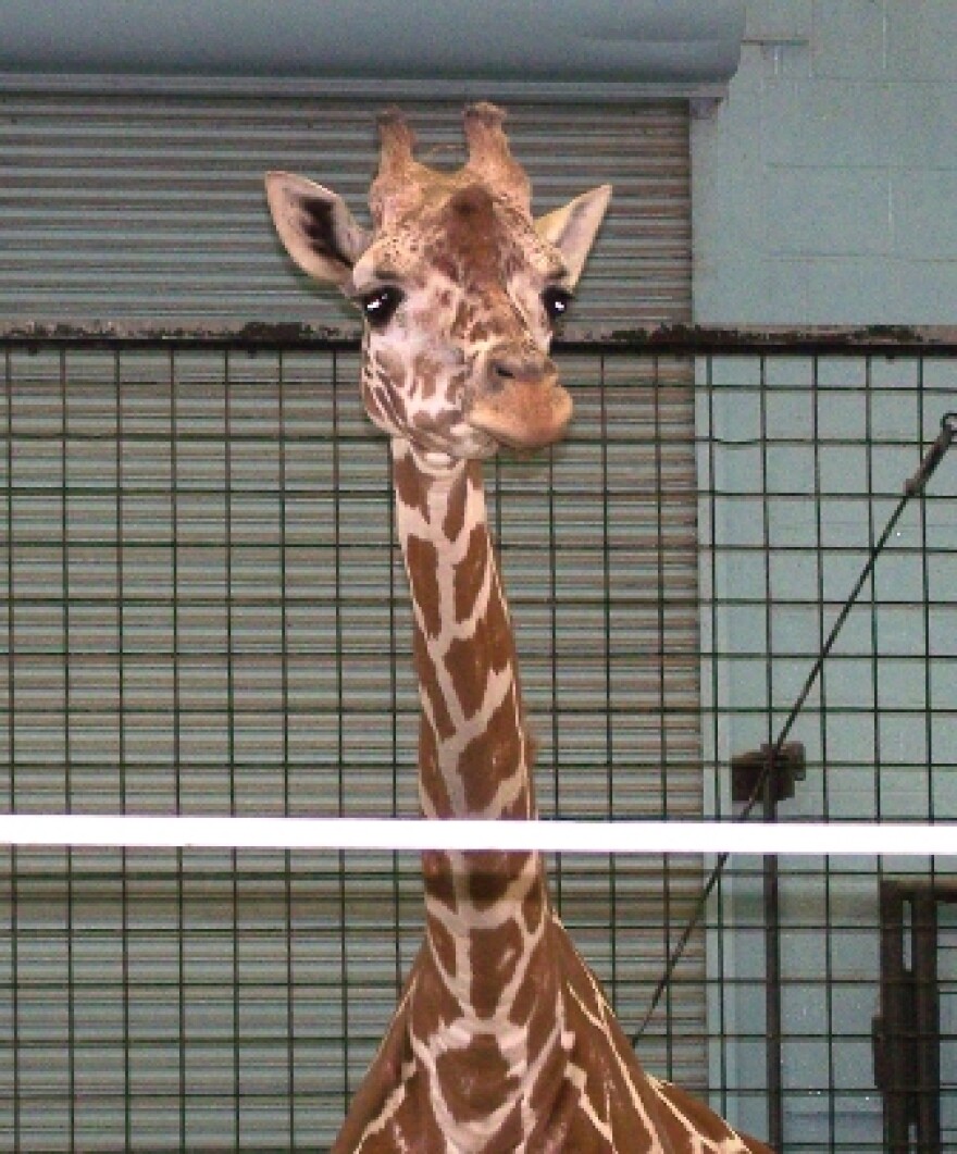 Akili was a 13 year old female giraffe at Buffalo Zoo