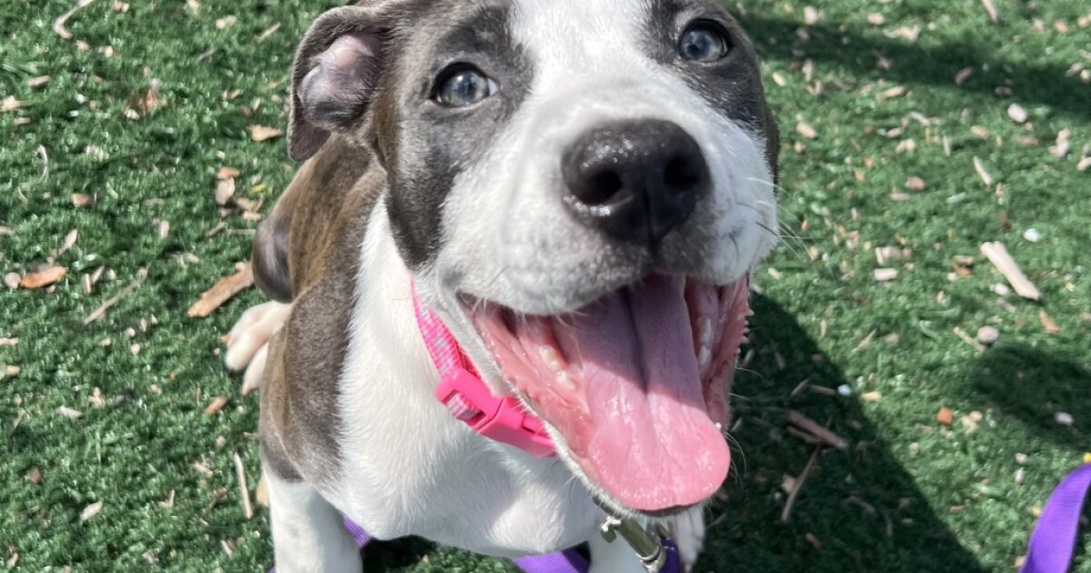 Celebrate July 4th with a furry friend