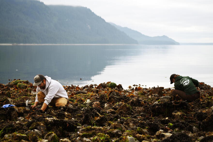 John Harley and Sydney Jones dig for butter clams at Glacier Bay National Park. (Chris Bentley/Here & Now)