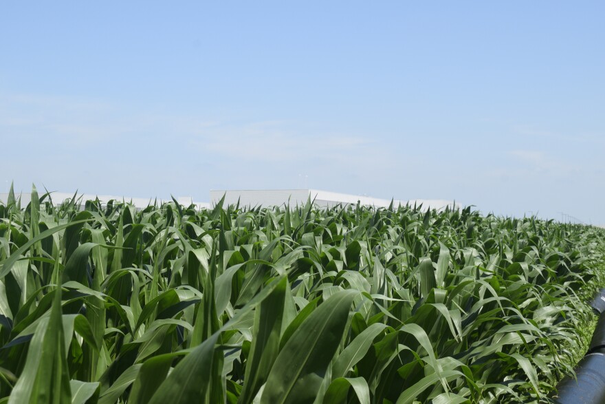 A photo from the height of growing corn in fields, a large white building sits behind the rows.
