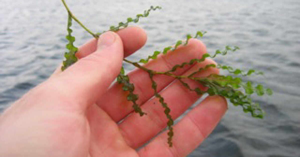 Minnesota lake associations get creative to weed out invasive plants