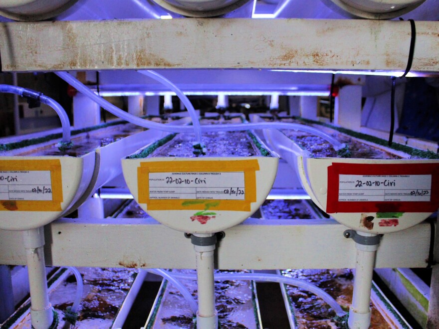 Behind this locked door is the white abalone's best chance of avoiding extinction - knkx.org