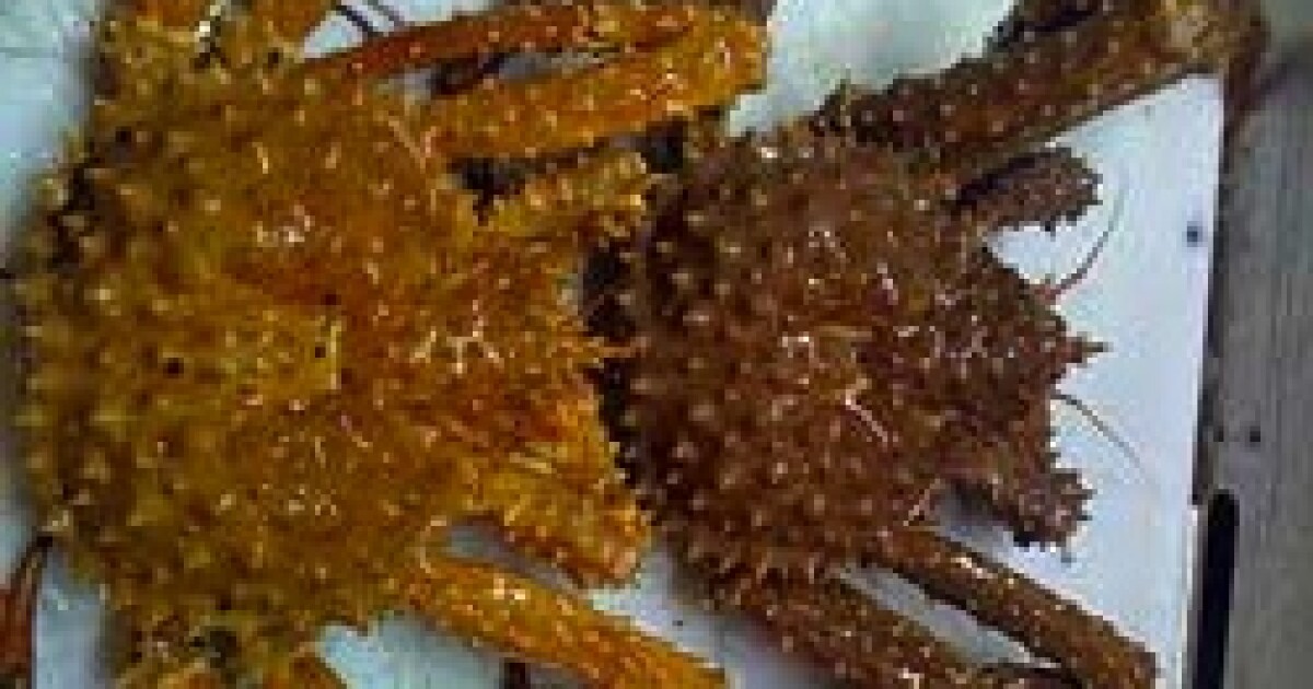 Quotas Increase As ADFG Tests New Stock Assessment For Golden King Crab