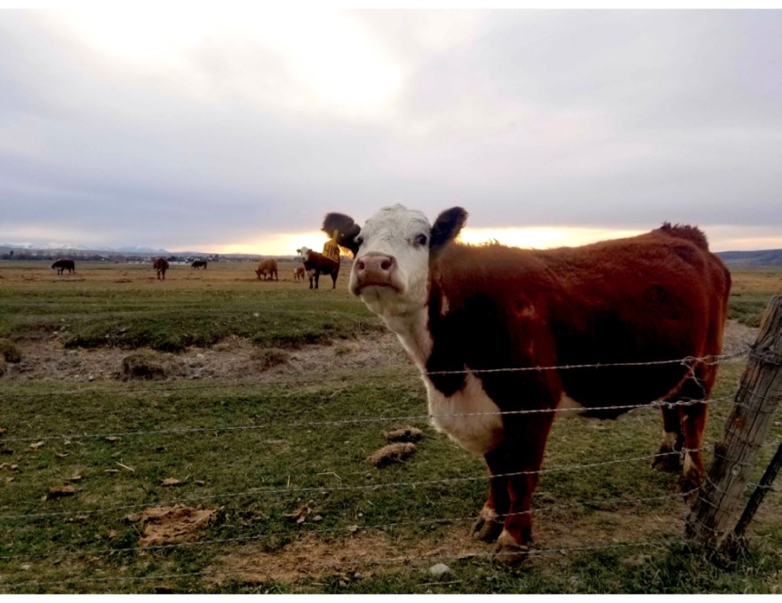 A brown and white cow standing by a barbed wire fence with other cows standing in the background. 