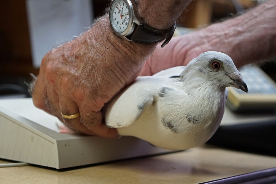 Klipsch registers a homing pigeon for an upcoming race by scanning its leg band on an electronic reader.                             