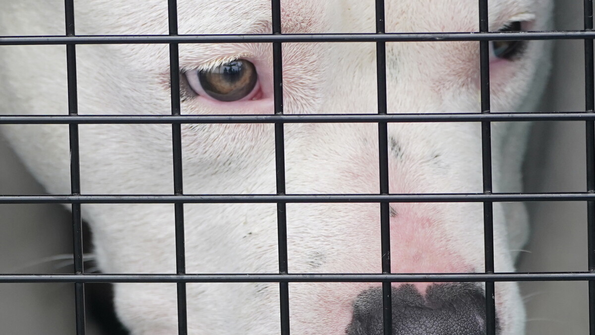 Florida is rolling back dog breed restrictions at the local level - Vimarsana News