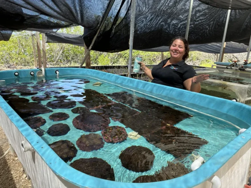 Dee Dee Vaughan, co-founder of the Plant A Million Corals Foundation, a nonprofit.