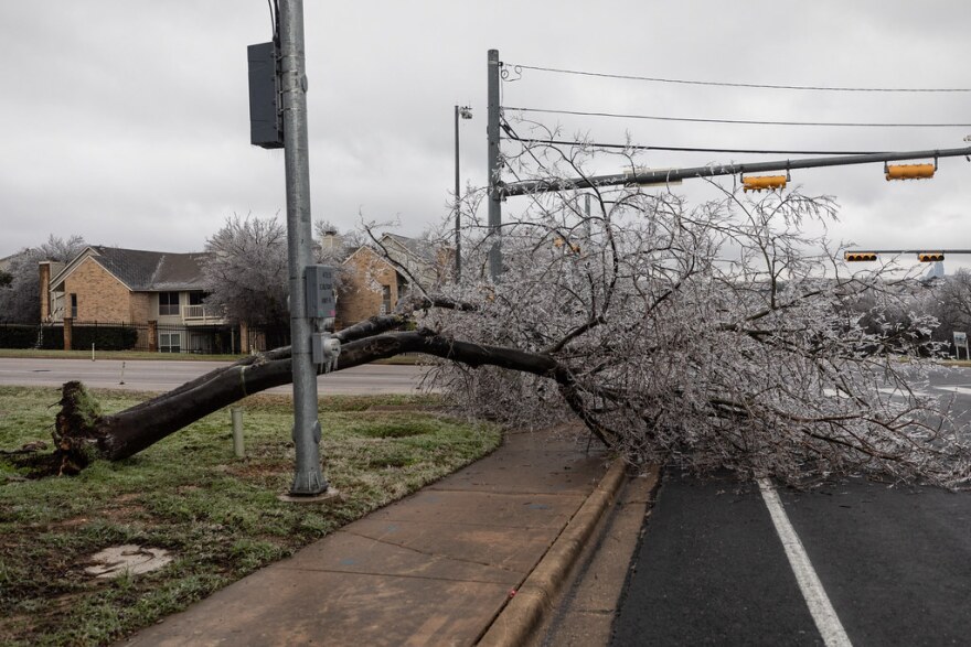 An ice-covered tree lies on its side across a sidewalk and into the road.