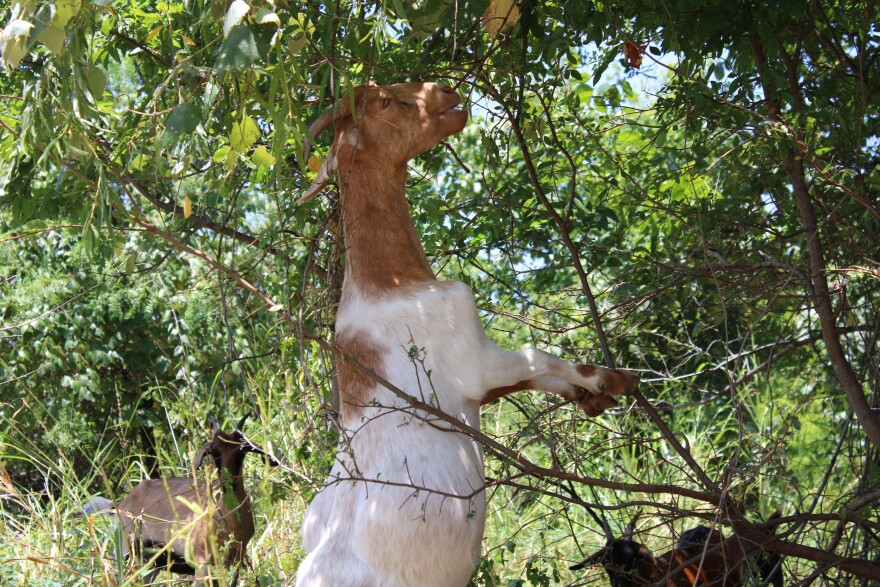 A goat worker in Irving reaches into a tree for a mouthful of fresh leaves. July 21, 2026.