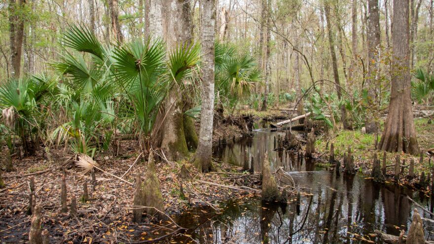 Lochloosa Creek flows through the property on its way to Lochloosa Lake, which is designated as an Outstanding Florida Water by the state legislature. “Protecting those Outstanding Florida Waters is a wonderful achievement,” said Andi Christman, manager of the Alachua County Office of Land Conservation and Management. (Photo courtesy of Alachua County Office of Land Conservation and Management)