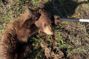 A bear cub was found near the Heber airport Sept. 23, 2026.