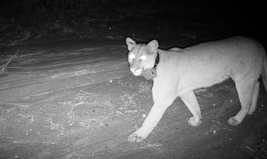 A mountain lion photographed at night in Orange County. Biologist Zara McDonald says the animals are sometimes called "ghost cats."