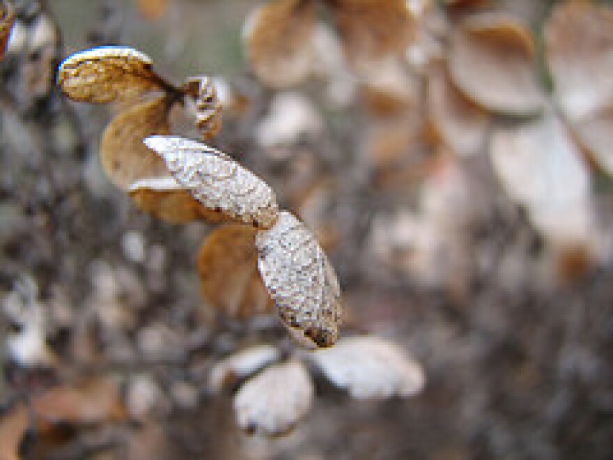 Oak Leaf Hydrangea in January