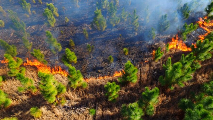 Prescribed fire burns through a young pine stand.