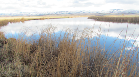 A hay field flooded enough to look like a pond.