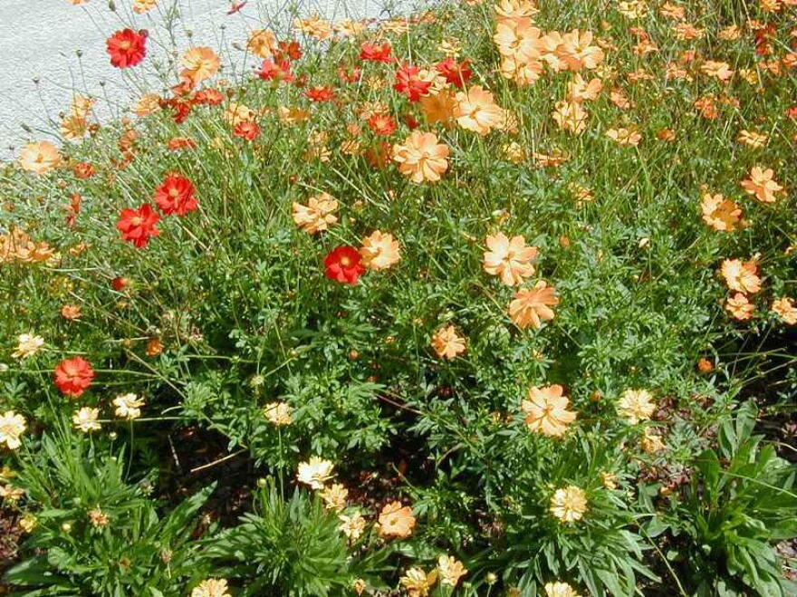 Cosmos sulphureus is a sun-loving wildflower native to Mexico and Central America that produces bright yellow, orange, and red daisy-like flowers.