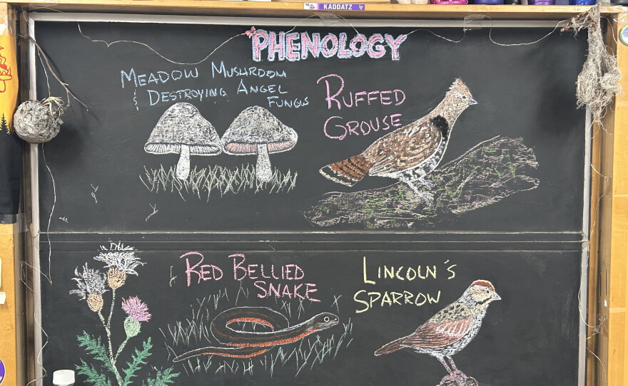 Chalk illustrations show a Canada thistle, Lincoln's Sparrow, red-bellied snake, Ruffed Grouse, Meadow mushroom and destroying angel fungus.