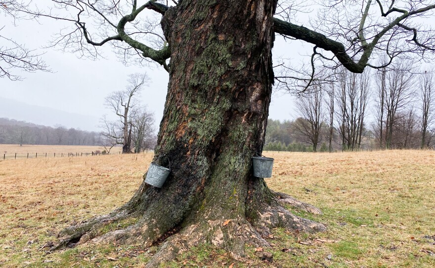 A tapped Maple tree at Rexrode's Sugar Orchard on Saturday, March 9, 2024 in Monterey, Va.