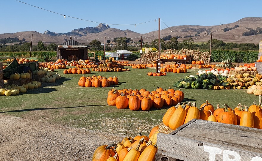 Pumpkins on display at Brookshire Farms