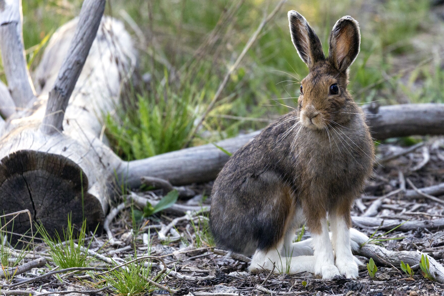 Snowshoe Hares, Seasonal Camouflage, and the Consequences of