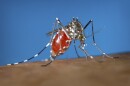 A female Aedes albopictus mosquito acquiring a blood meal from a human host. 