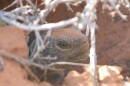 A wild desert tortoise pokes its head out of a burrow.