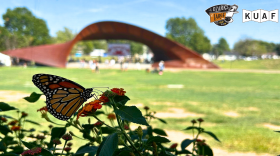 A monarch butterfly sips nectar from a lantana flower at Springdale's Luther George Park during the Monarch Flight Festival.