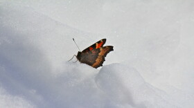 A butterfly sits a top a mound of snow.