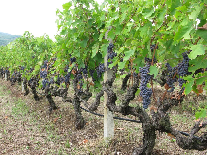 Grapes ripen on the vine at Kir-Yianni vineyard outside Naoussa, Greece.