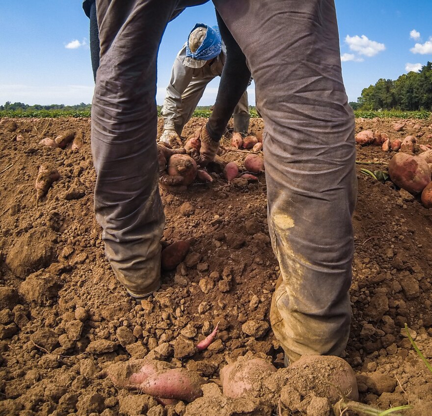 Filre: The lawsuit alleged that Lee and Sons Farms failed to pay promised hourly wages and overtime. The workers also claimed their passports and Social Security cards were illegally confiscated, and that they were improperly charged for meals and travel expenses.