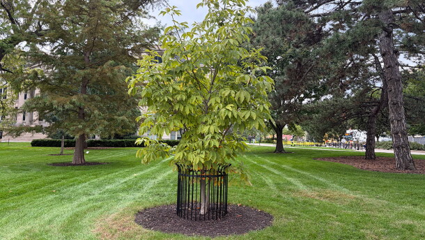 A young tree on a lawn at the University of Iowa. 