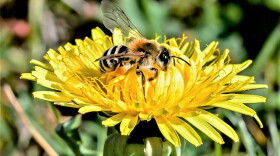 Bees and wasps are easily irritable in September.