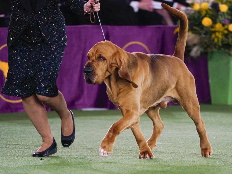 Westminster Dog Show Impact Image 2022