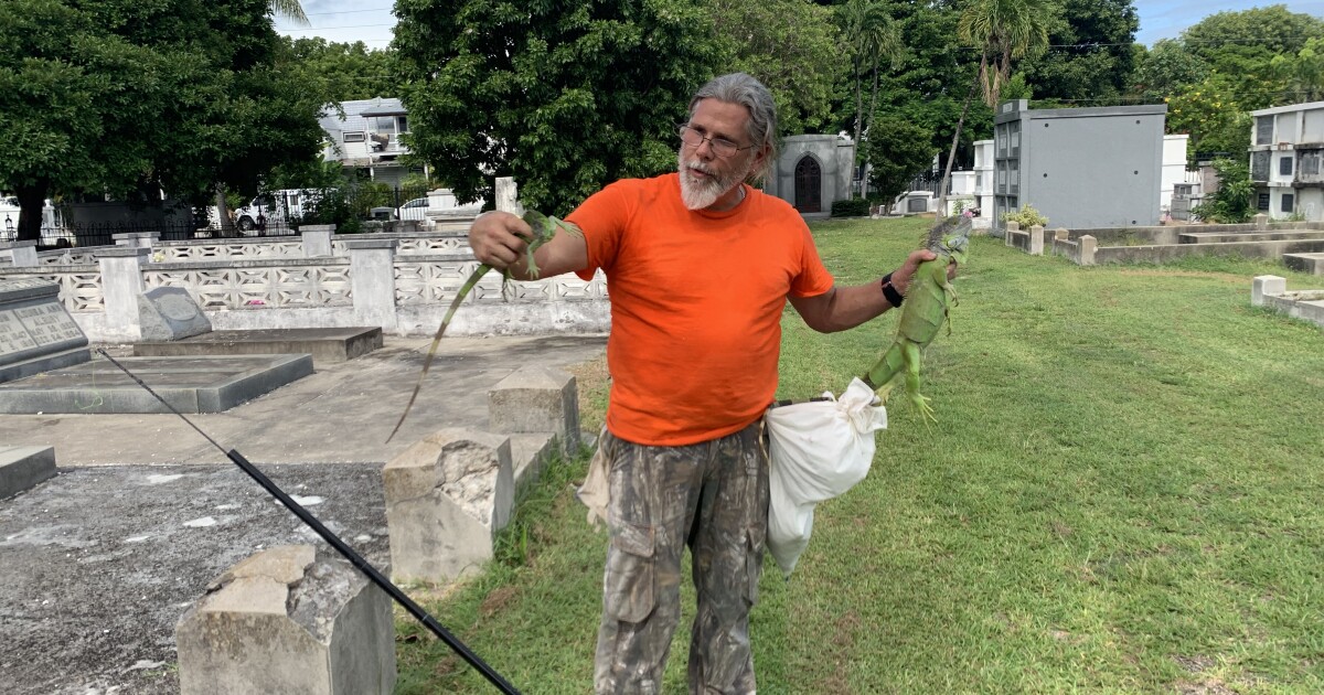 Tackling The Iguana Invasion In Key West, One Lizard At A Time WGCU