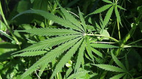 The defendant was charged with possessing marijuana plants after a firefighter discovered them.