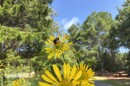 A bee feeds on a flower at the Virginia Aquarium's new pollinator garden in Virginia Beach on Thursday, July 24, 2025.