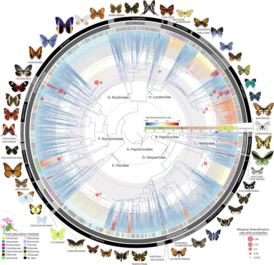 This image shows a time-calibrated tree of 2,244 butterfly species.