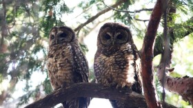 California spotted owl.