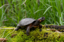 A small turtle in a mossy area.
