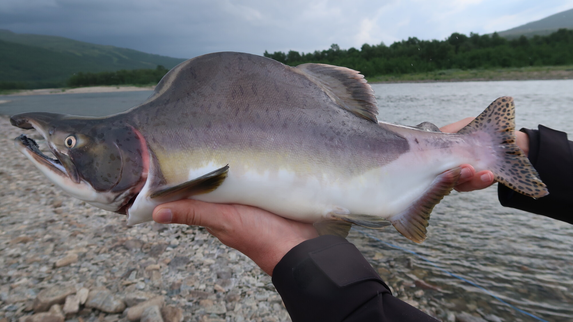 What do rising pink salmon populations mean for the Great Lakes? episode artwork