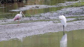 A roseate spoonbill, left, rests on a sandbar in a marshy area of Wilderness Park off Saline-Milan Road in Saline, Mich., on Tuesday, July 20, 2021. The bird typically lives in the Gulf Coast region.