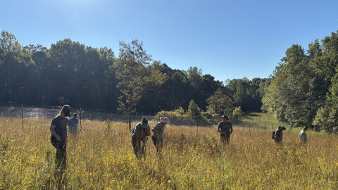 Volunteers and staff at Anne Springs Close Greenway in Fort Mill sift through the morning grasses in search of the endangered Schweinitz's sunflower.