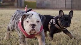 Glendale dognapping stolen bulldogs 