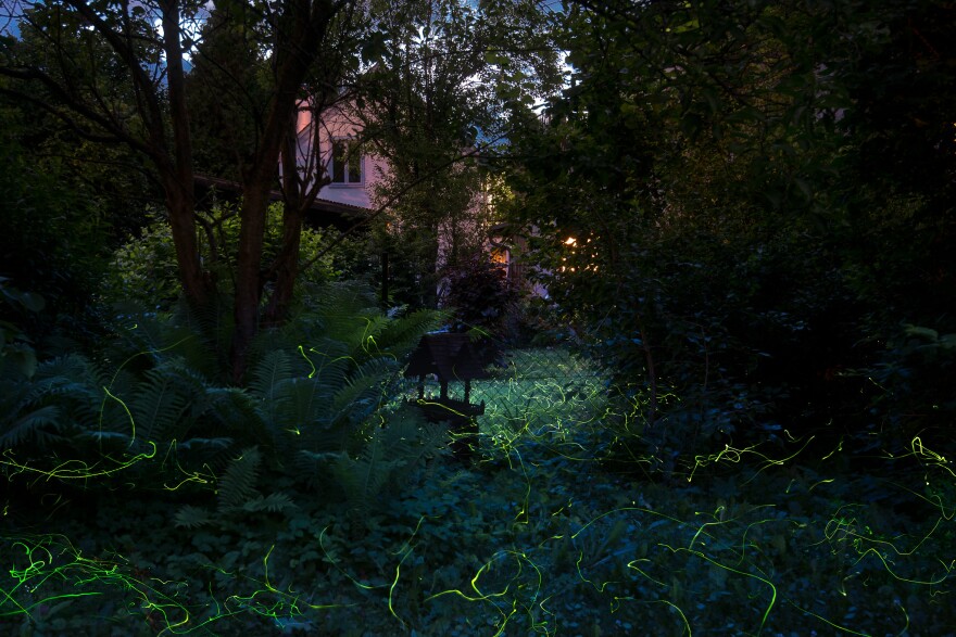 A composite image reveals the path of wandering fireflies.