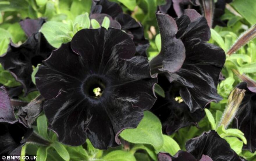 Photo of Black Petunias