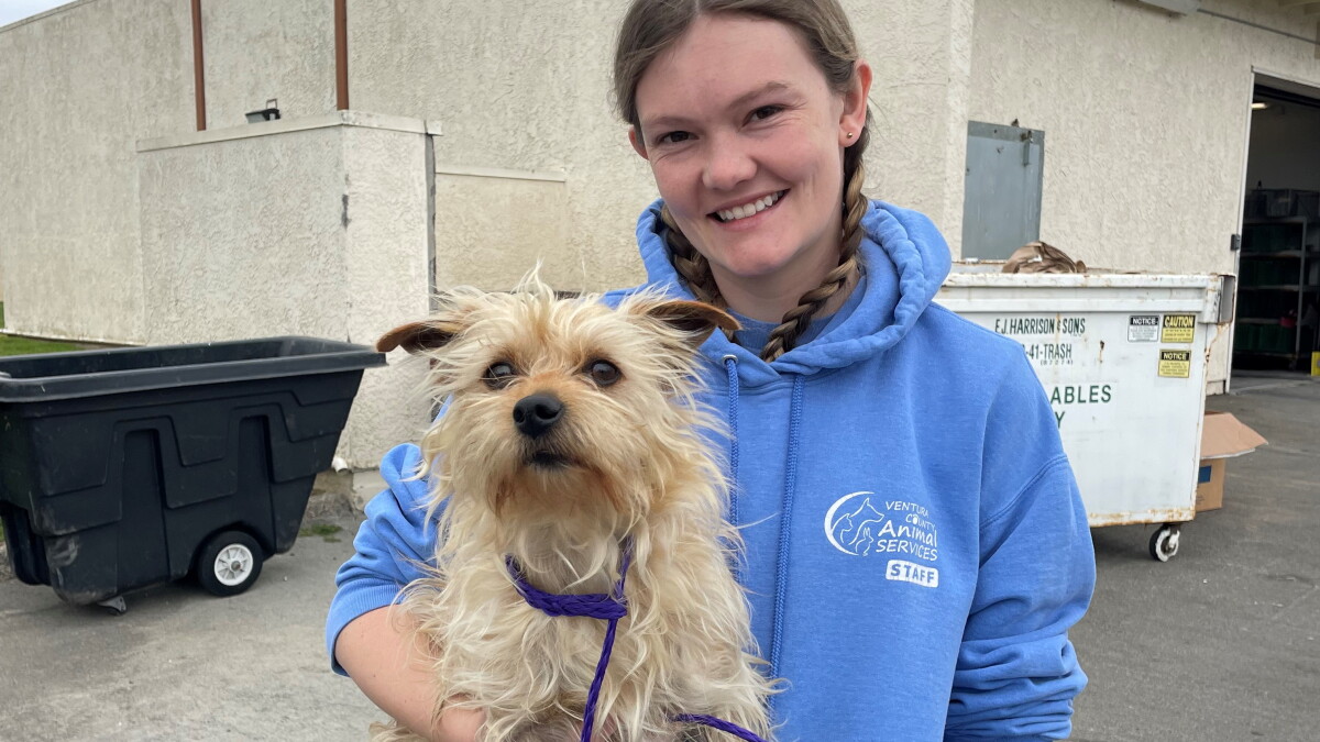 Animal shelters on the Central and South Coasts say they're experiencing a surge in lost pets - Vimarsana News