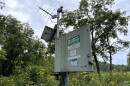 A USGS streamgage is situated in a bank of yellow flowers.