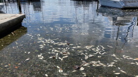 Dead fish float in Tampa Bay